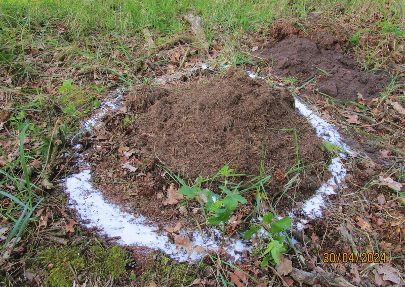 Neue Habitate für umgesiedelte Rote Waldameisen. 