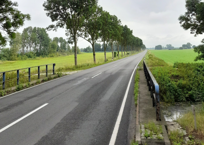 Baumreihe entlang einer Straße