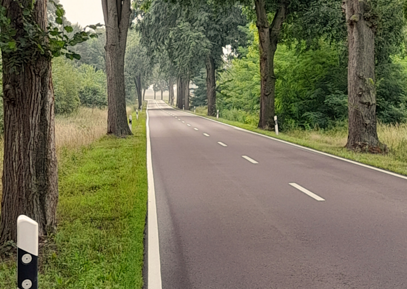 Eine alte Allee entlang einer Straße.
