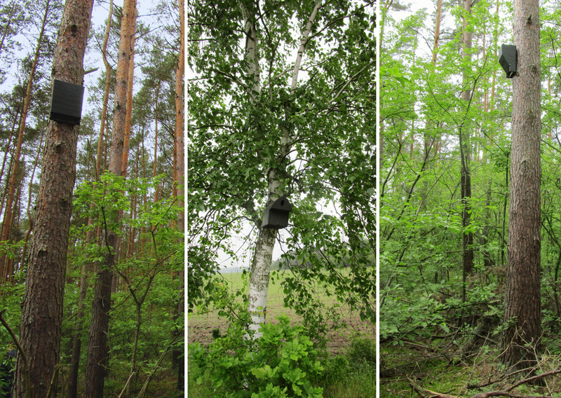 drei Fledermauskästen hängen in drei Bäumen