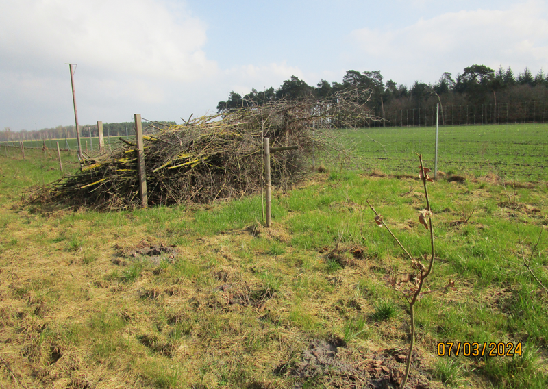 Heckenstrukturen sowie dornenreiche Totholzhaufen auf einer Wiese.